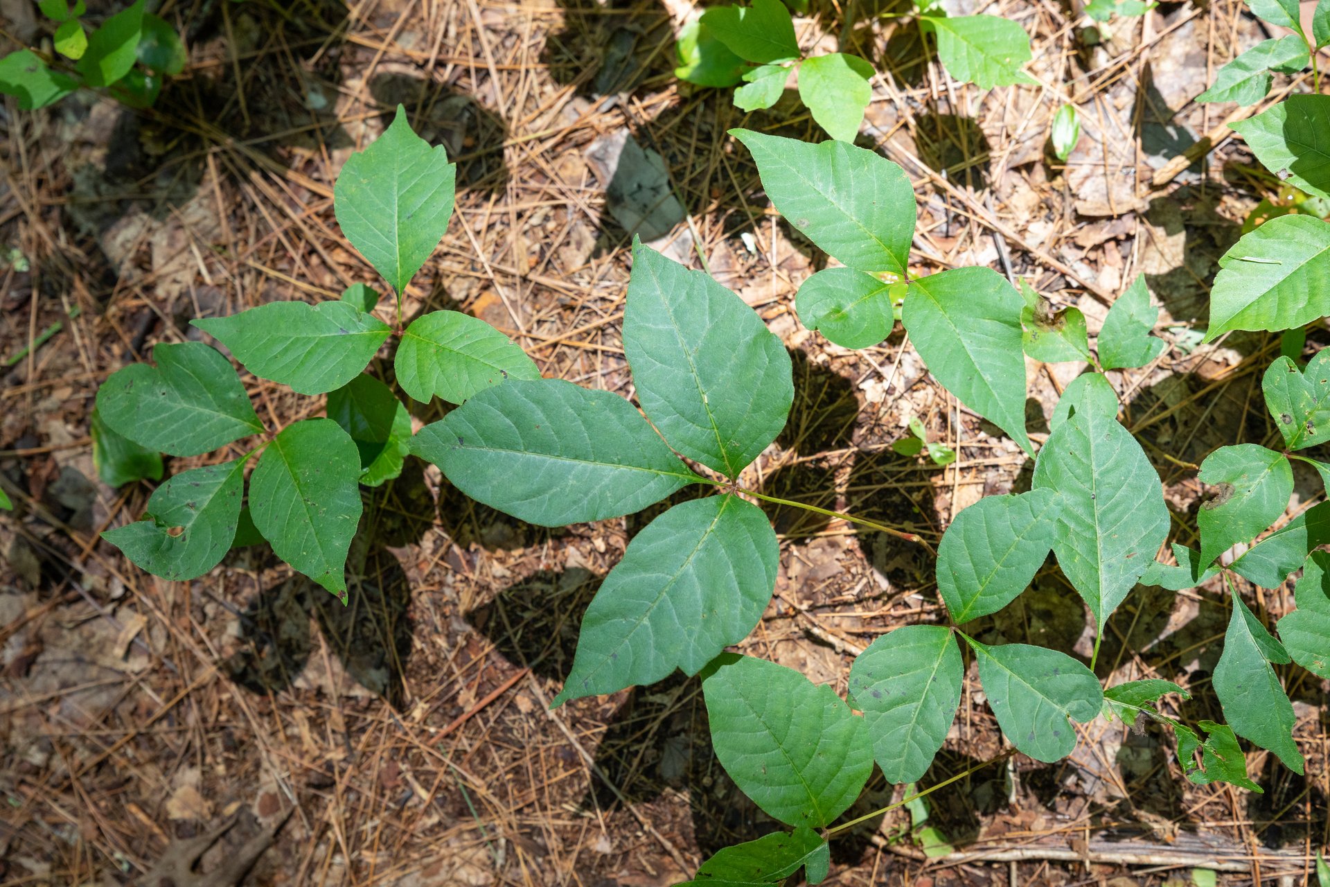 Poison Ivy